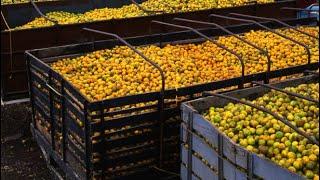 Why We Buy 450 Metric Tons Oranges To Process Daily In Our Factory | Revamp Orange Farming Business