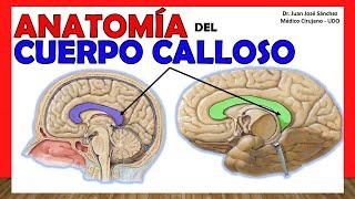 Anatomía del CUERPO CALLOSO. ¡Explicación Fácil y Rápida!