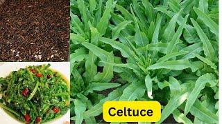 How to use celtuce leaves to make preserved vegetables, stir-fried garlic celtuce lettuce怎样用莴笋叶制作梅干菜