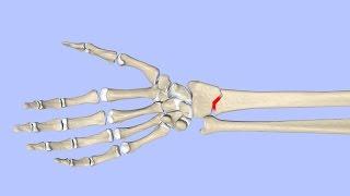 Principles of Fracture Healing