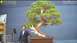 10월 20일(日) 128회차 Live 방송 【스마일분재경매(韓国の盆栽/Korean Bonsai)】