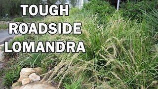 'KATRINUS DELUXE' Lomandra is a fine leaf roadside Lomandra | Ozbreed Strappy Leaf Plants Range