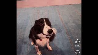 Amazing Border Collie matches  pitch with PIANO