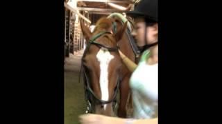 How To Tack Your Horse (English)