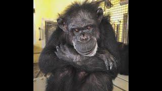 Meet Debbie - Save the Chimps