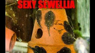 Super Suckers! Sewellia species