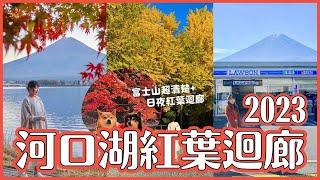 河口湖賞楓紅葉迴廊2023現況 白天&夜間點燈｜河口湖富士山拍照點 羅森便利商店 平交道｜日本秋季山梨旅遊 4K VLOG