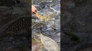  Fishing Time new Video | fishing videos latest 2024 | Amazing fishing videos #fishingdaily