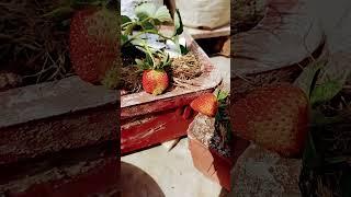 summer strawberry  harvesting