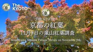 [November 9th Shooting] Investigating the autumn leaves of Arashiyama!