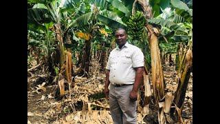 CRUISE 5 FRANK WASHON - BANANA FARMER