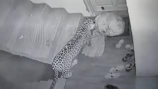 Leopard attacks neighbours dog at my Home (Original )