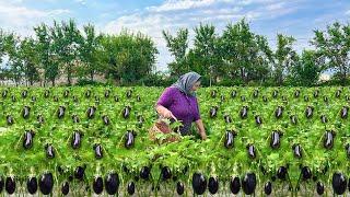 Mix of Harvesting Fresh Eggplants and Bell Peppers! Preserving Vegetables for Winter!