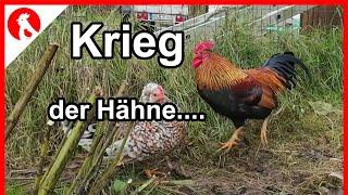 F240 Krieg der Hähne   - Jensman and the Huhns