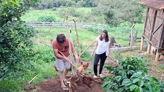 FARTURA E BÊNÇÃOS DE UMA VIDA SIMPLES NA ROÇA | COLHEMOS MANDIOCA PARA O ALMOÇO | SOBREMESA DA VOVÓ