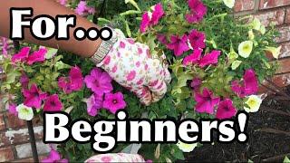 How To Keep Your Petunias Full And Flowering | Pruning Petunias For Beginners