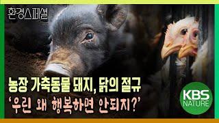 농장 가축동물 돼지, 닭의 절규 ‘우린 왜 행복하면 안되지?’  [2021-2022 UHD환경스페셜 22편 우린 왜 행복하면 안되지?] / KBS 20210909 방송