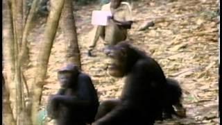 Jane Goodall on Chimpanzee Experimentation