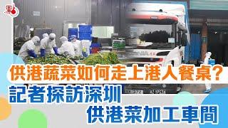 供港蔬菜如何走上港人餐桌？記者探訪深圳供港菜加工車間