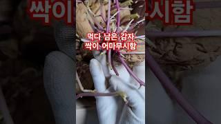 묵은 감자 그 싹은 어디까지 자랄까요