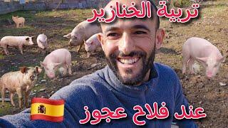 مزرعة إسباني لتربية الخنازير والأرانب Cerdos España