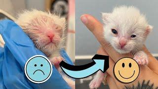 Helping a Newborn Kitten with Eye Pus