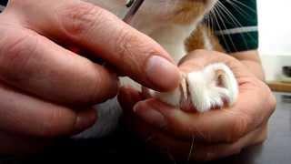 How to Clip your Cat's Nails