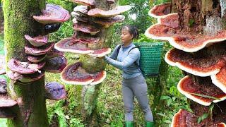 Harvest 1000 Year Old Reshi Mushroom (Ganoderma Lucidum) Go To Market Sell || Free Bushcraft