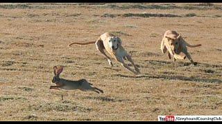 dog rabbit hunting