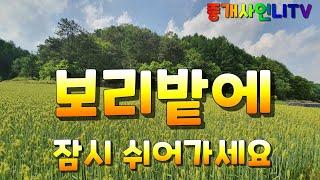 (괴산중개사언니/시골풍경/보리밭힐링) 중개사언니와 청정지역 괴산 보리밭에서 잠시 쉬어가세요