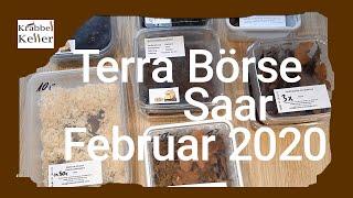 Terra Saar Terraristik Börse, Meine Einkäufe