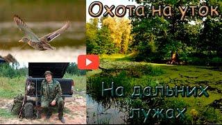 Открытие осенней охоты на утку. На дальних лужах. Autumn hunting.