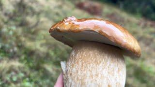 Hiking for porcini mushrooms in rainy weather 20.09.2024