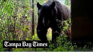 Florida animals use wildlife crossings. Videos prove it.