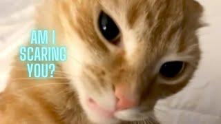 Orange Cat Behavior