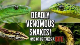 Bitten By Deadly Snake with NO ANTIVENOM!