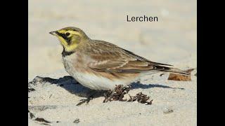 Lerchen - Acht europäische Lerchen kurz vorgestellt