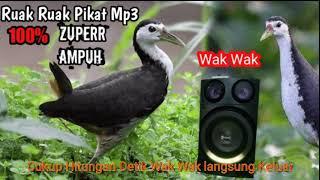 Ruak Ruak Pikat mp3