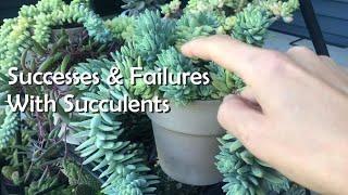 Failures and Succusses with Succulents This Year, Cacti, Sedums, Crassulas, Echeverias etc.