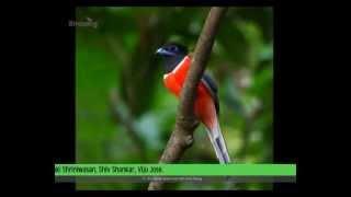 Birds of Western Ghats Vol II.. Malabar Trogon