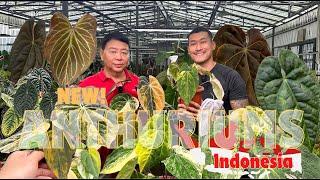 Gorgeous Dark and Colorful ANTHURIUMS For Future Market - Preview Them! @Indoaroid.official