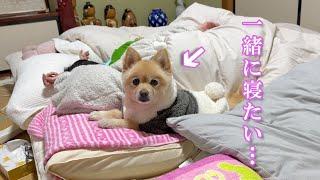 実家に帰省した子供達と一緒に寝ようとしている愛犬が可愛い…笑