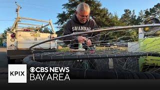 Bay Area crabbers lobby for different whale-safe alternative methods