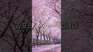 경기도 김포 봄꽃 벚꽃 여행 가볼만한곳 #봄여행 #경기도여행