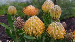 How To Plant Exotic Pincushion Protea Plants - Gardening Tips