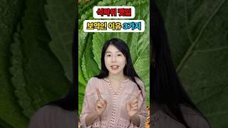 깻잎을 매일 챙겨먹으면 좋은 이유 3가지