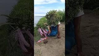 Farmer's Rat Hunting is Difficult 54 #hunt #rattrap #farming #survival #viralvideo