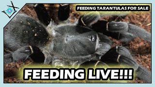 Laxow Live Tarantula Inventory Feeding