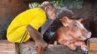 ABU helps mom take care of Goats and Pigs