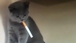 Cigarette Cat